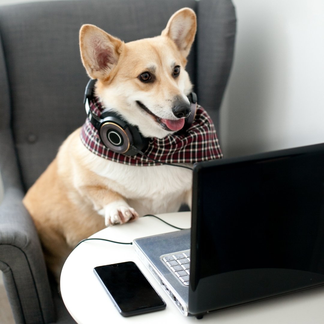 How to Help Your Pet with Post-lockdown Separation Anxiety?